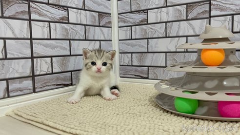 成約済の福岡県のマンチカン-98012の3枚目